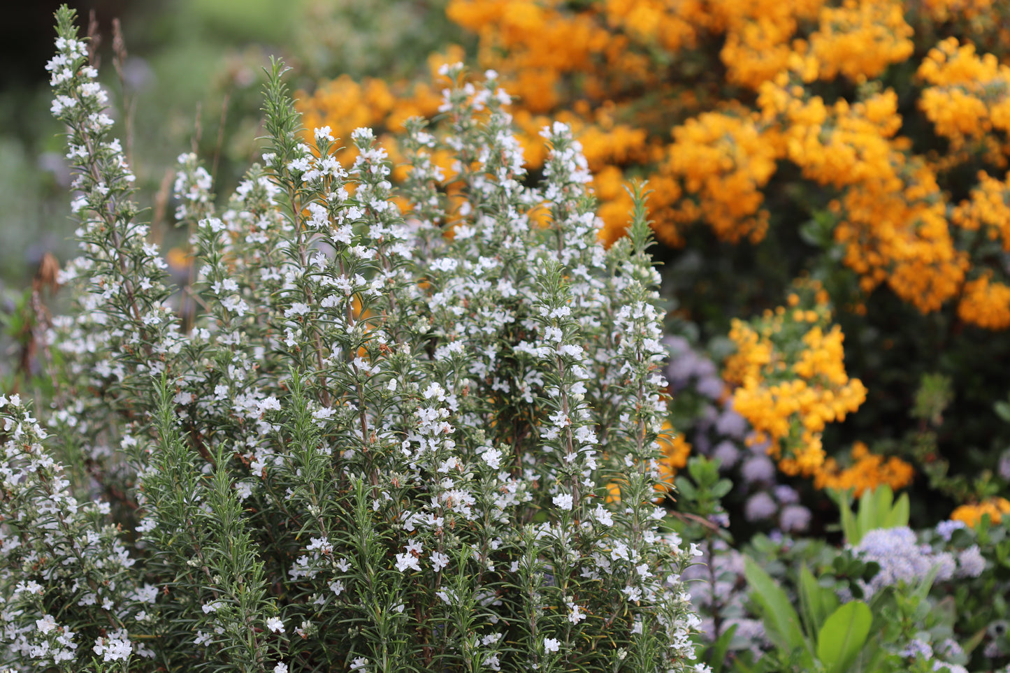 *RETAIL - Rosmarinus officinalis 'Albus'