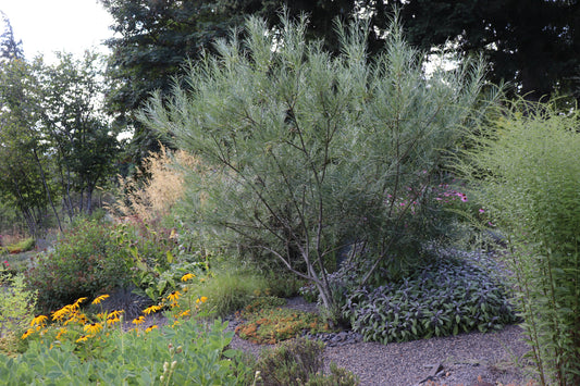 *RETAIL - Salix elaeagnos ssp. angustifolia