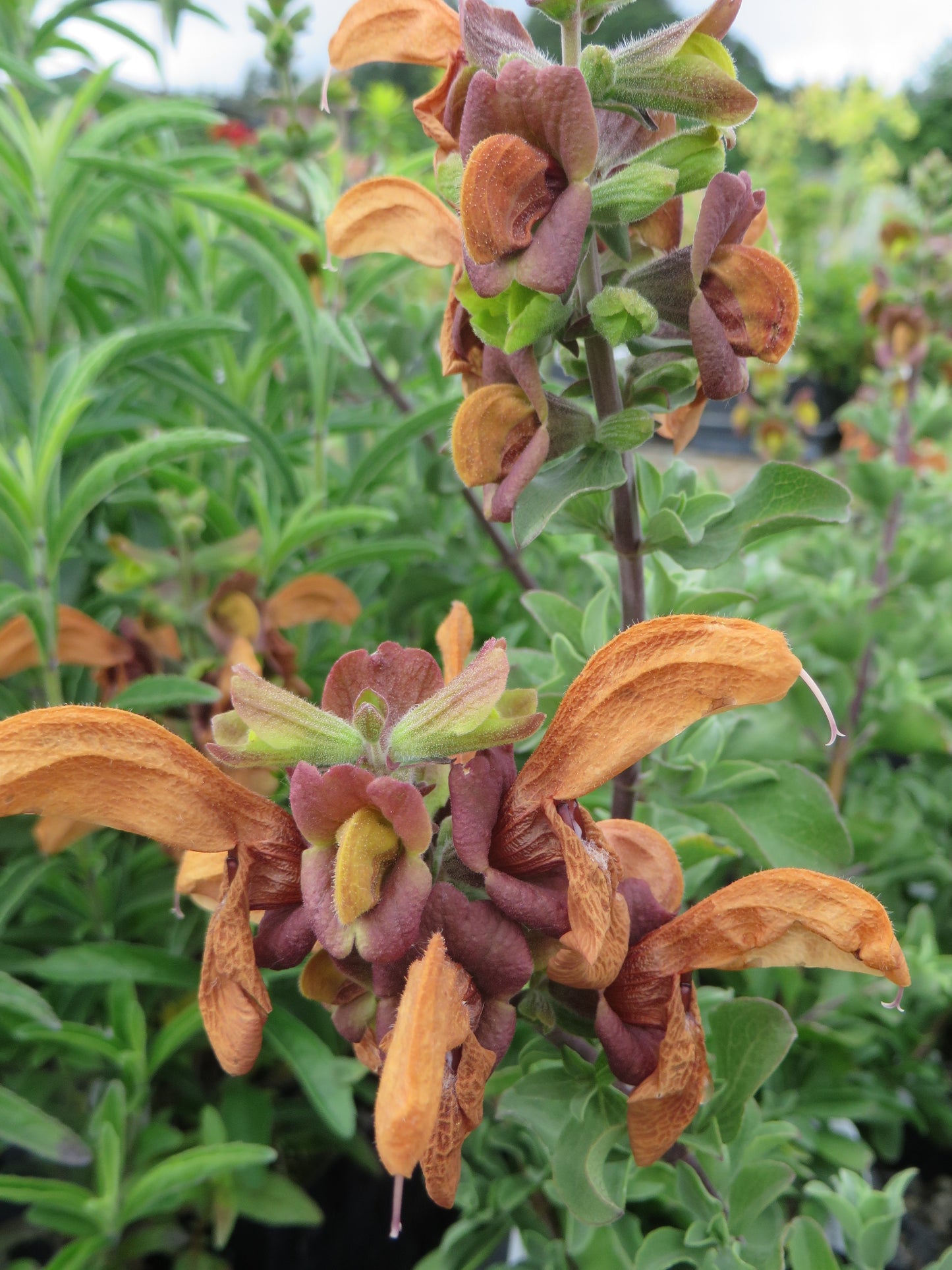 *RETAIL - Salvia africana-lutea