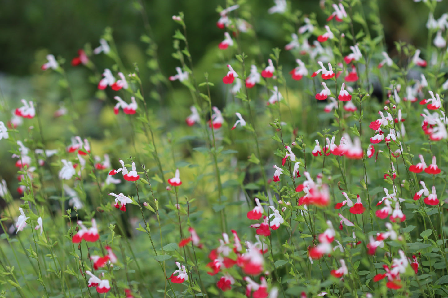 Salvia microphylla 'Hot Lips'