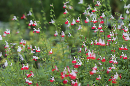 Salvia microphylla 'Hot Lips'