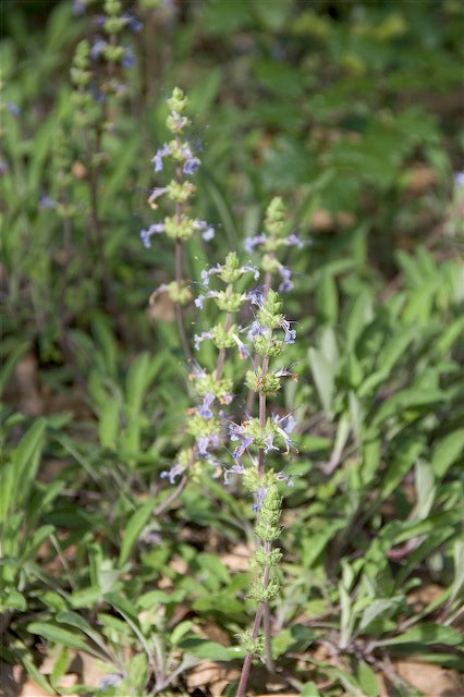 Salvia sonomensis 'Blue Canyon’