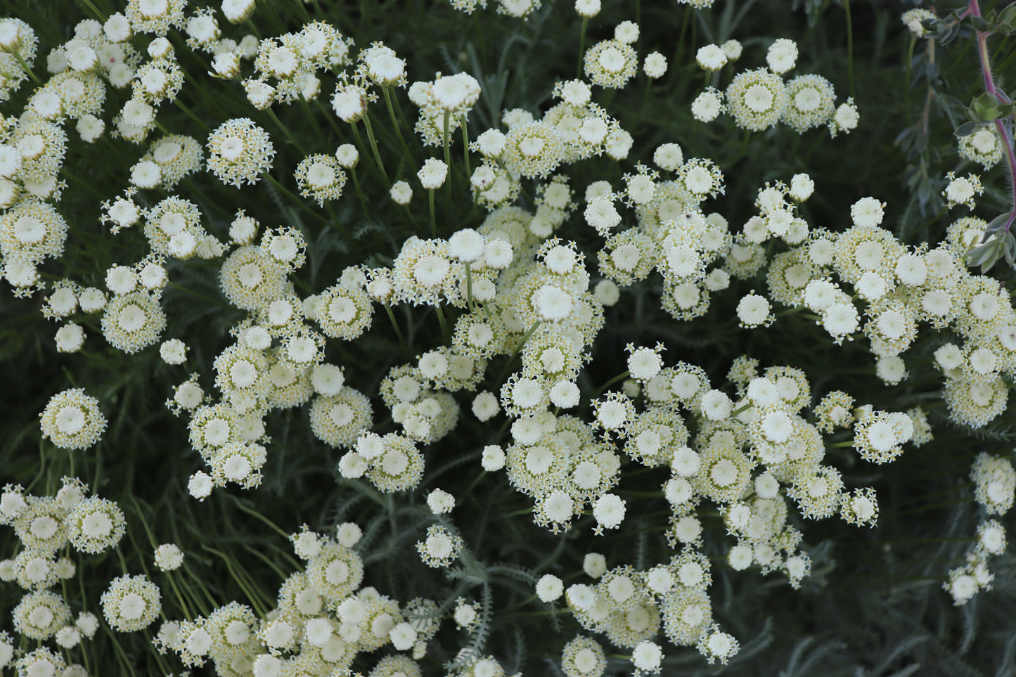 *RETAIL - Santolina chamaecyparissus 'Lemon Queen'