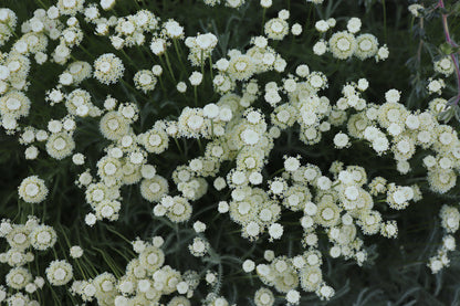 *RETAIL - Santolina chamaecyparissus 'Lemon Queen'