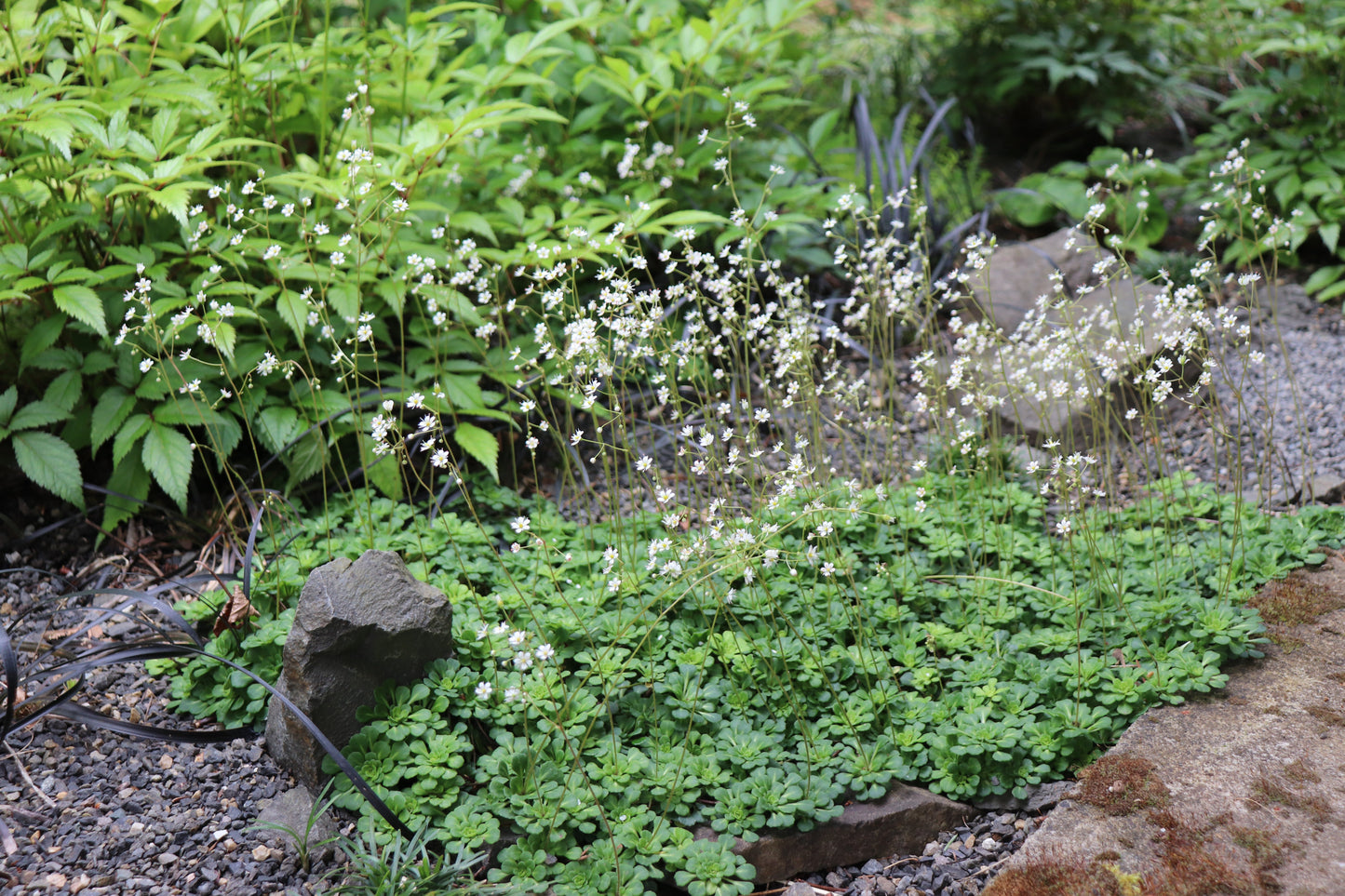 *RETAIL - Saxifraga x 'Primuloides'