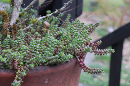 *RETAIL - Sedum divergens