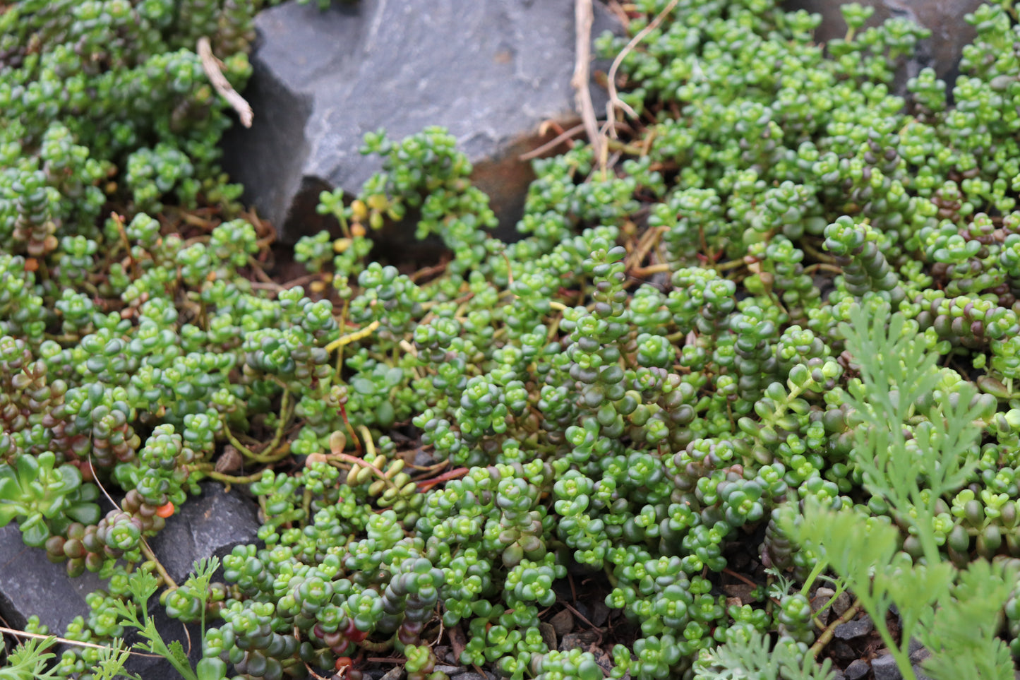 *RETAIL - Sedum divergens