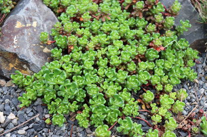 *RETAIL - Sedum oreganum