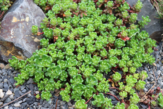*RETAIL - Sedum oreganum
