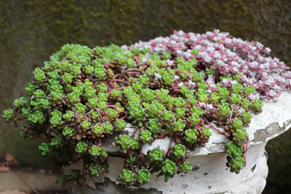 *RETAIL - Sedum oreganum