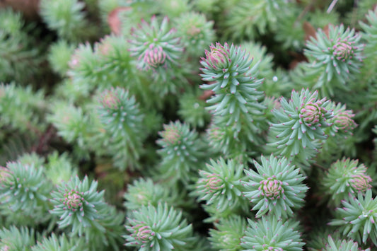 *RETAIL - Sedum rupestre 'Blue Spruce'