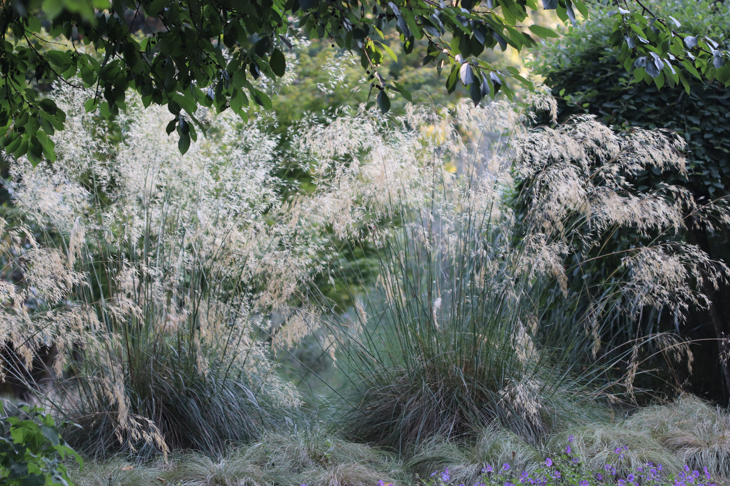 *RETAIL - Stipa gigantea