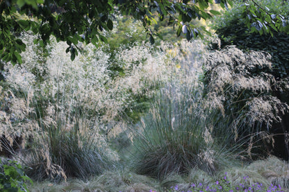 *RETAIL - Stipa gigantea