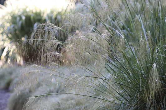 *RETAIL - Stipa gigantea