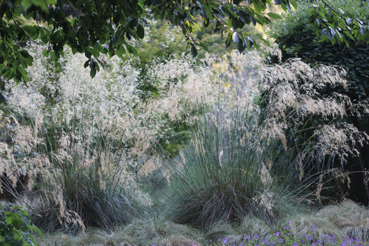 *RETAIL - Stipa gigantea ‘Little Giant’