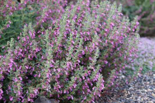 *RETAIL - Teucrium chamaedrys