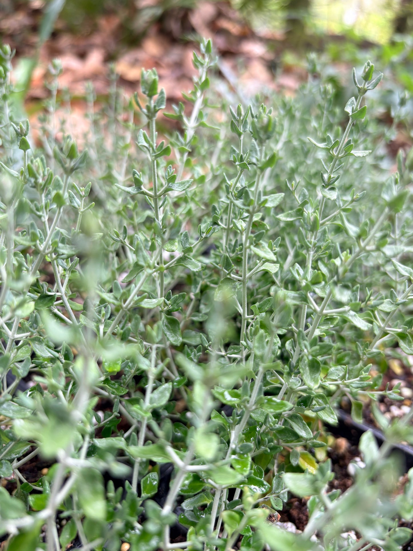 *RETAIL - Teucrium marum