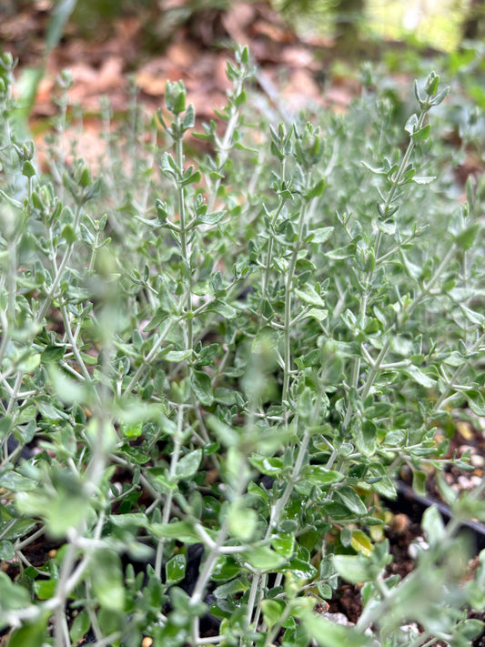 *RETAIL - Teucrium marum