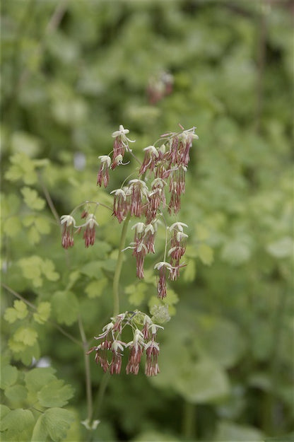 *RETAIL - Thalictrum occidentale