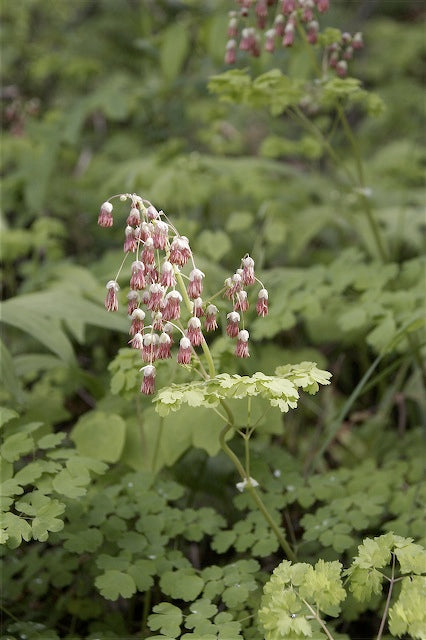 *RETAIL - Thalictrum occidentale
