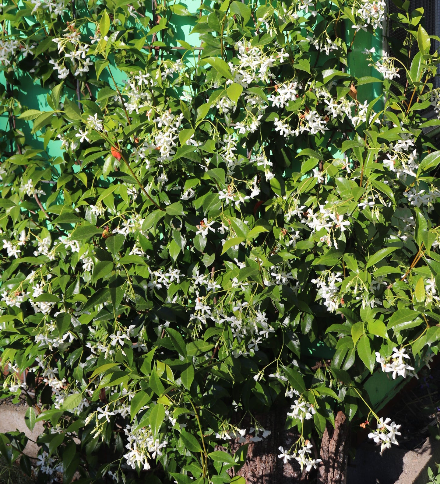 *RETAIL - Trachelospermum jasminoides