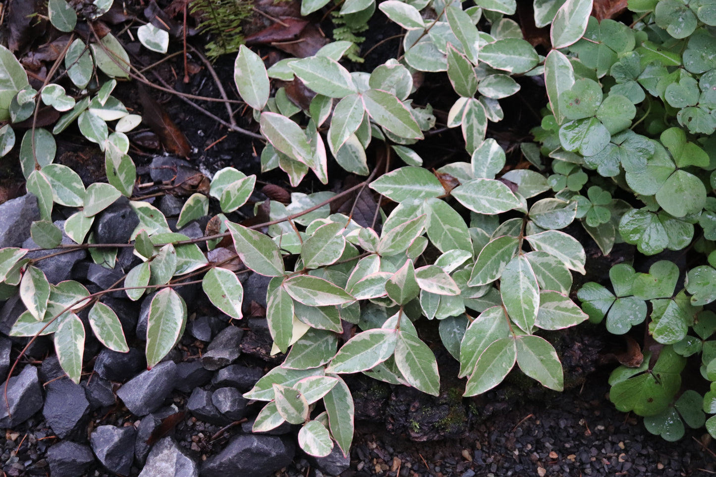 *RETAIL - Trachelospermum jasminoides 'Variegatum'