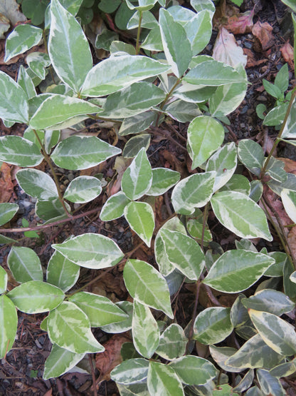 *RETAIL - Trachelospermum jasminoides 'Variegatum'