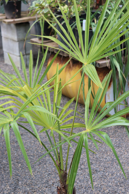 *RETAIL - Trachycarpus fortunei [Varna, Bulgaria]