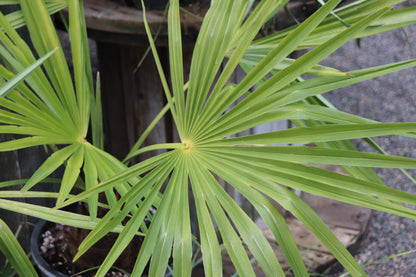*RETAIL - Trachycarpus fortunei [Varna, Bulgaria]