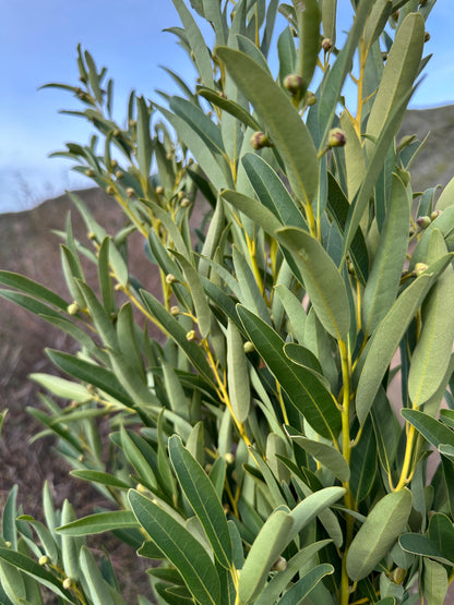Umbellularia californica [Walker Ridge]