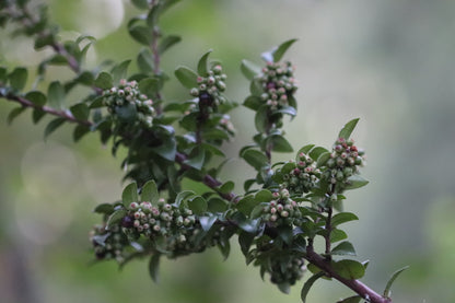 *RETAIL - Vaccinium ovatum SBH 9143