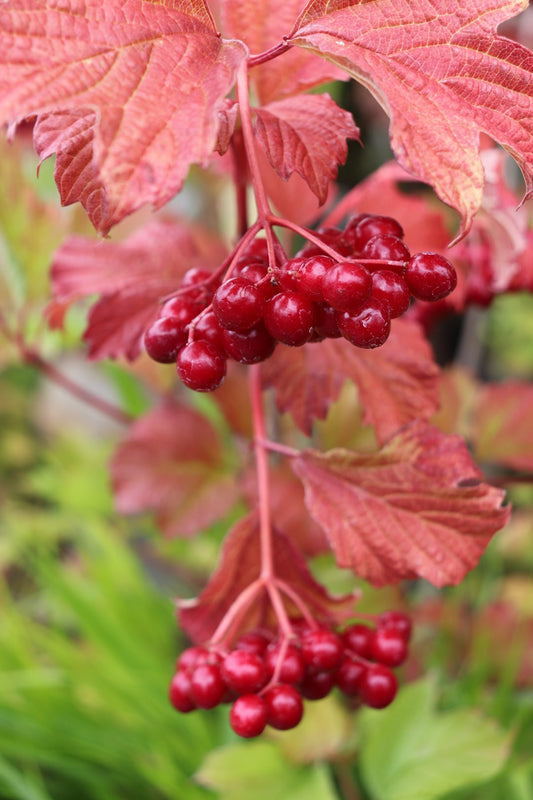 *RETAIL - Viburnum opulus 'Exuberant'