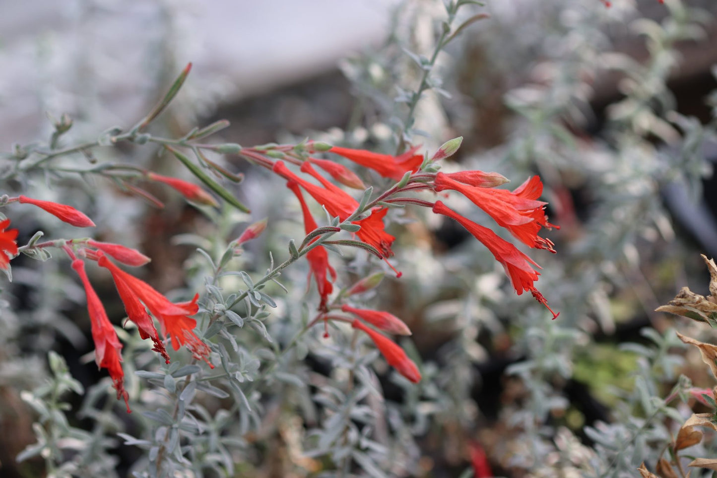 *RETAIL - Zauschneria californica 'Carman's Grey'