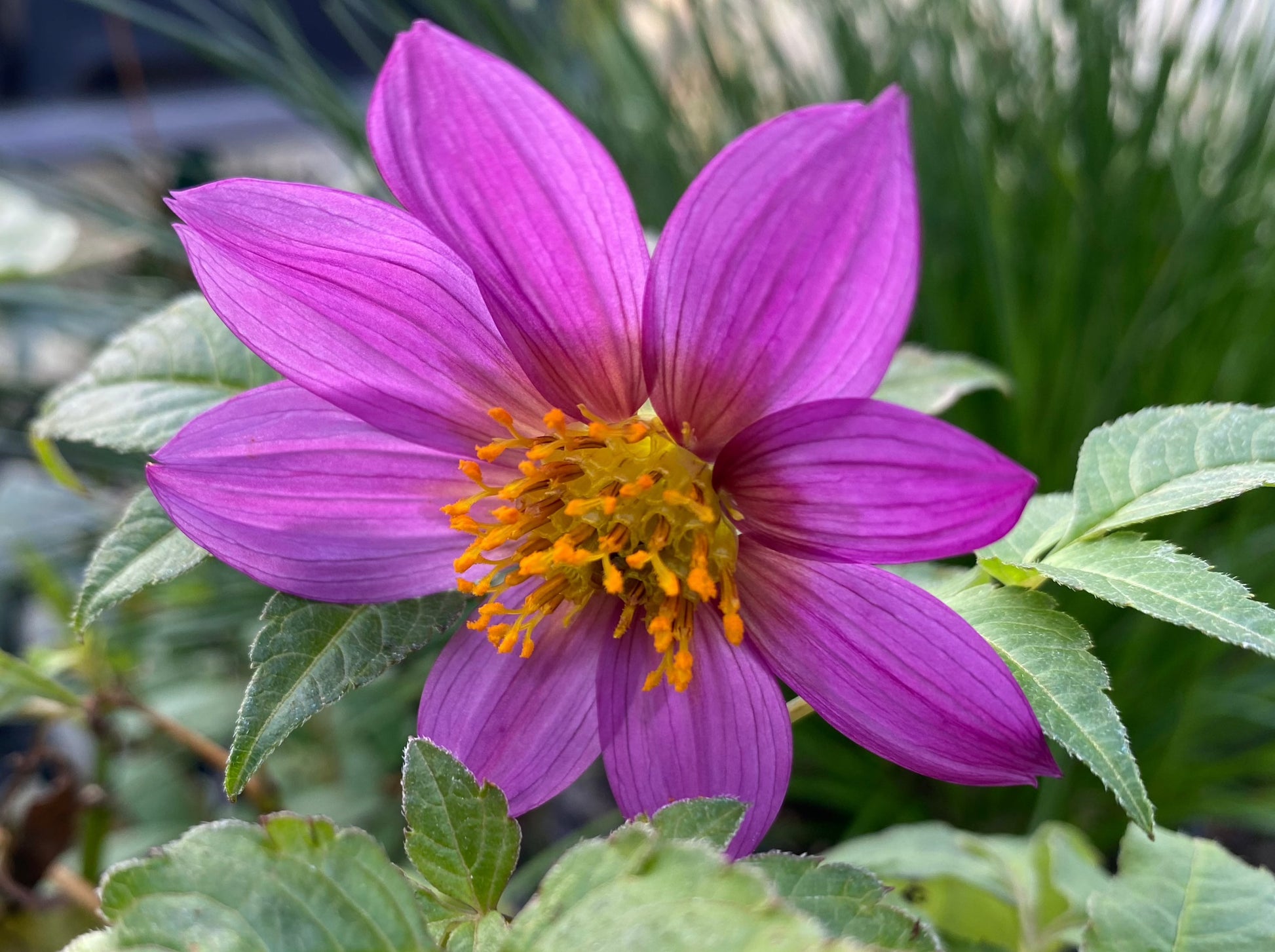 dahlia merckii seeds *RETAIL