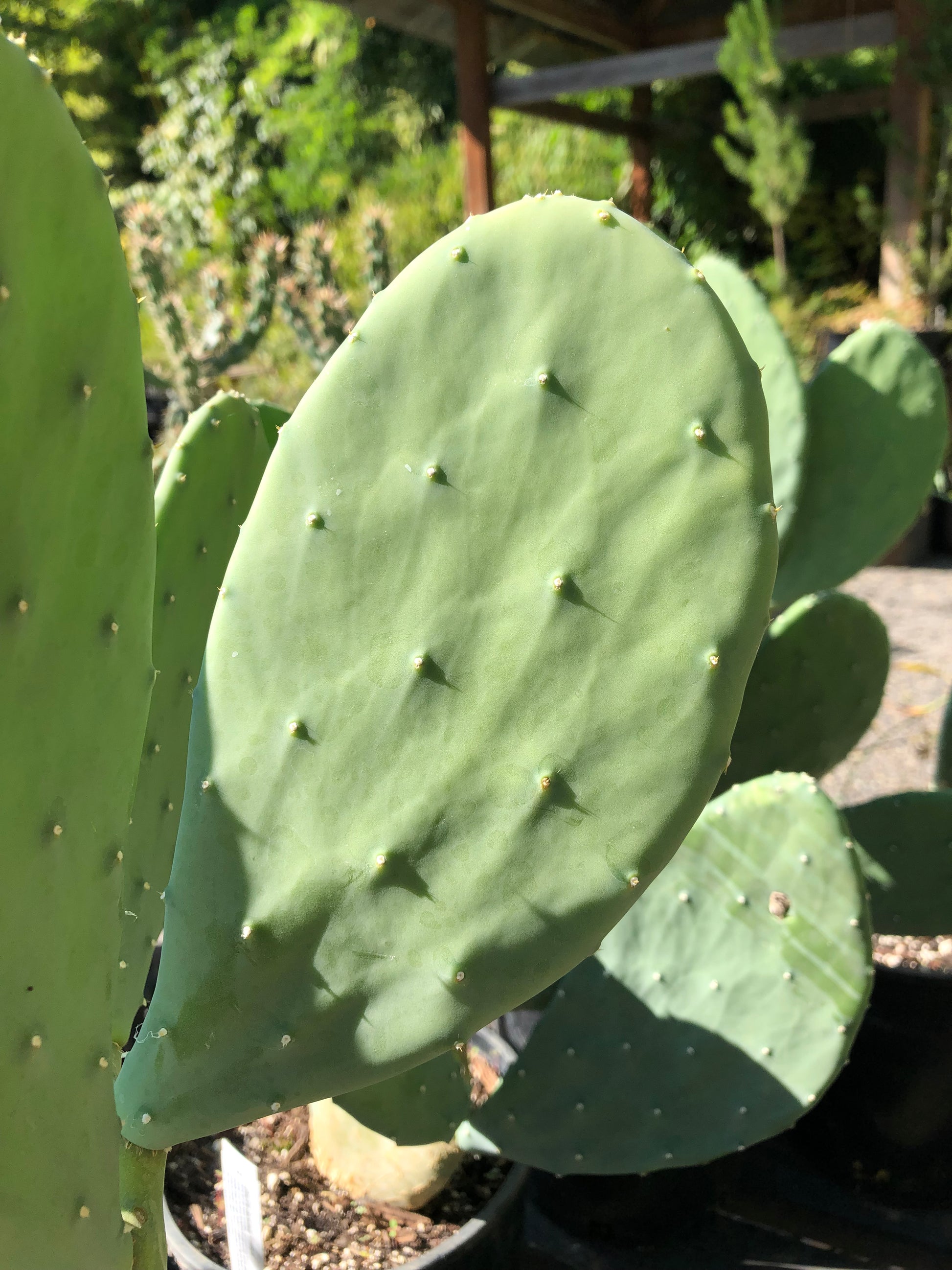 Opuntia cacanapa 'Ellisiana' Cistus Nursery