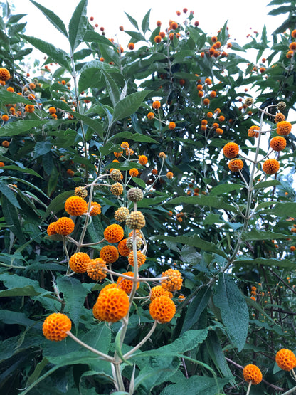 *RETAIL - Buddleja globosa