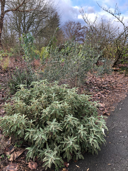 *RETAIL - Phlomis fruticosa - compact form
