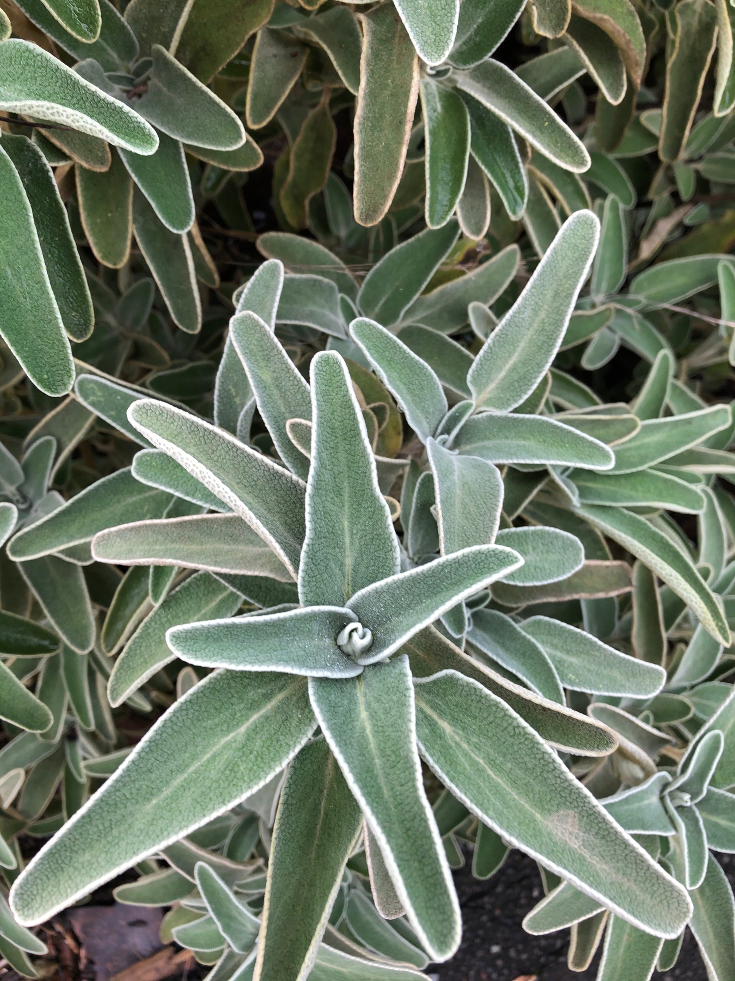*RETAIL - Phlomis fruticosa - compact form
