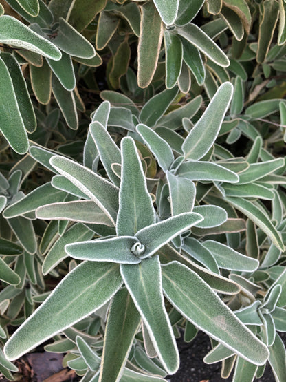 *RETAIL - Phlomis fruticosa - compact form