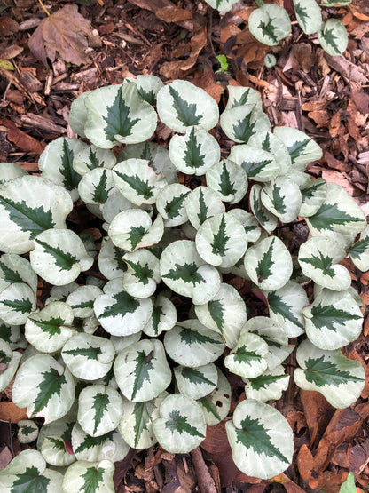 Cyclamen coum - Xmas tree form