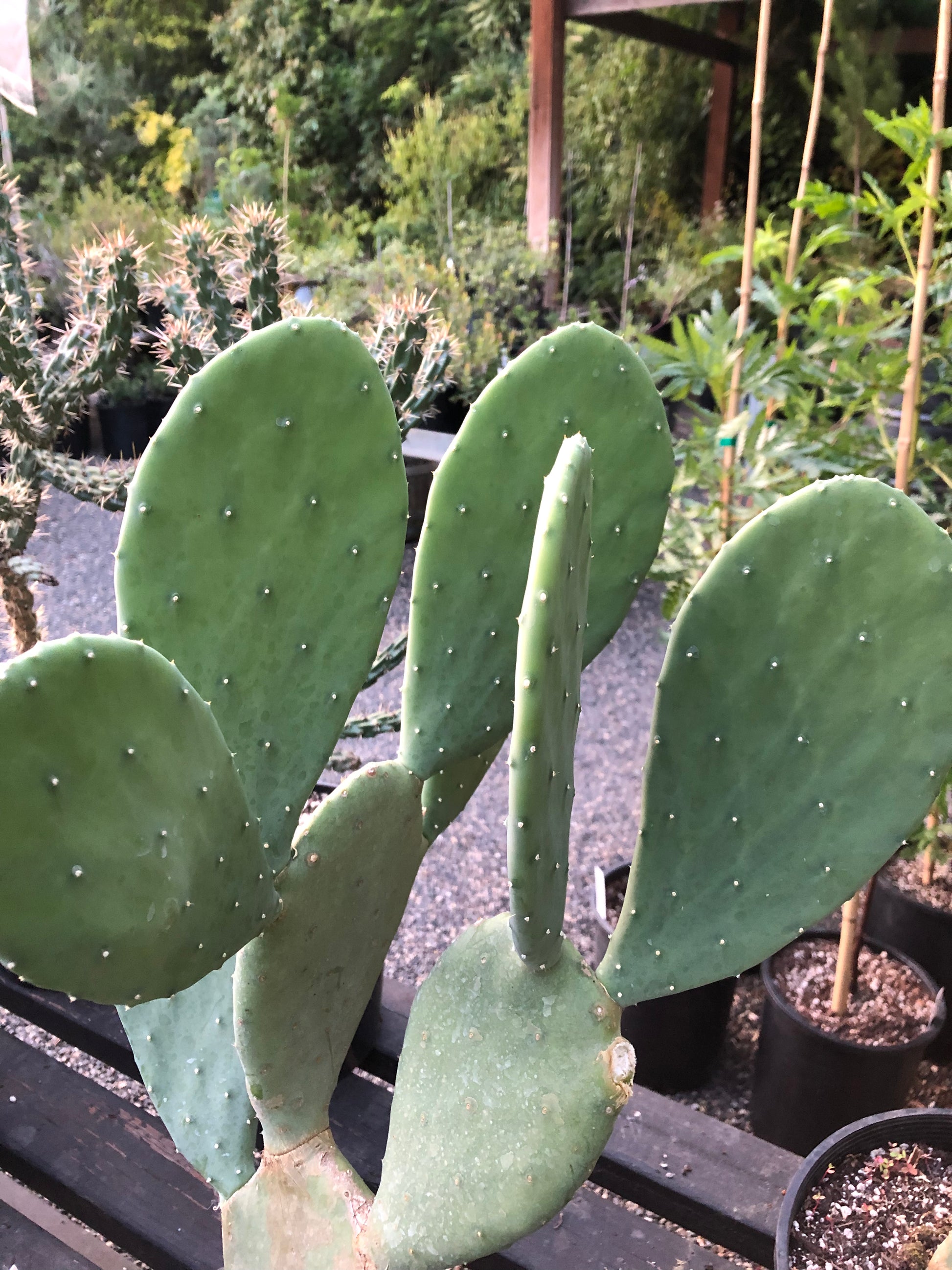 Opuntia cacanapa 'Ellisiana' – Cistus Nursery