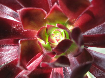 Aeonium 'Strybing Red'