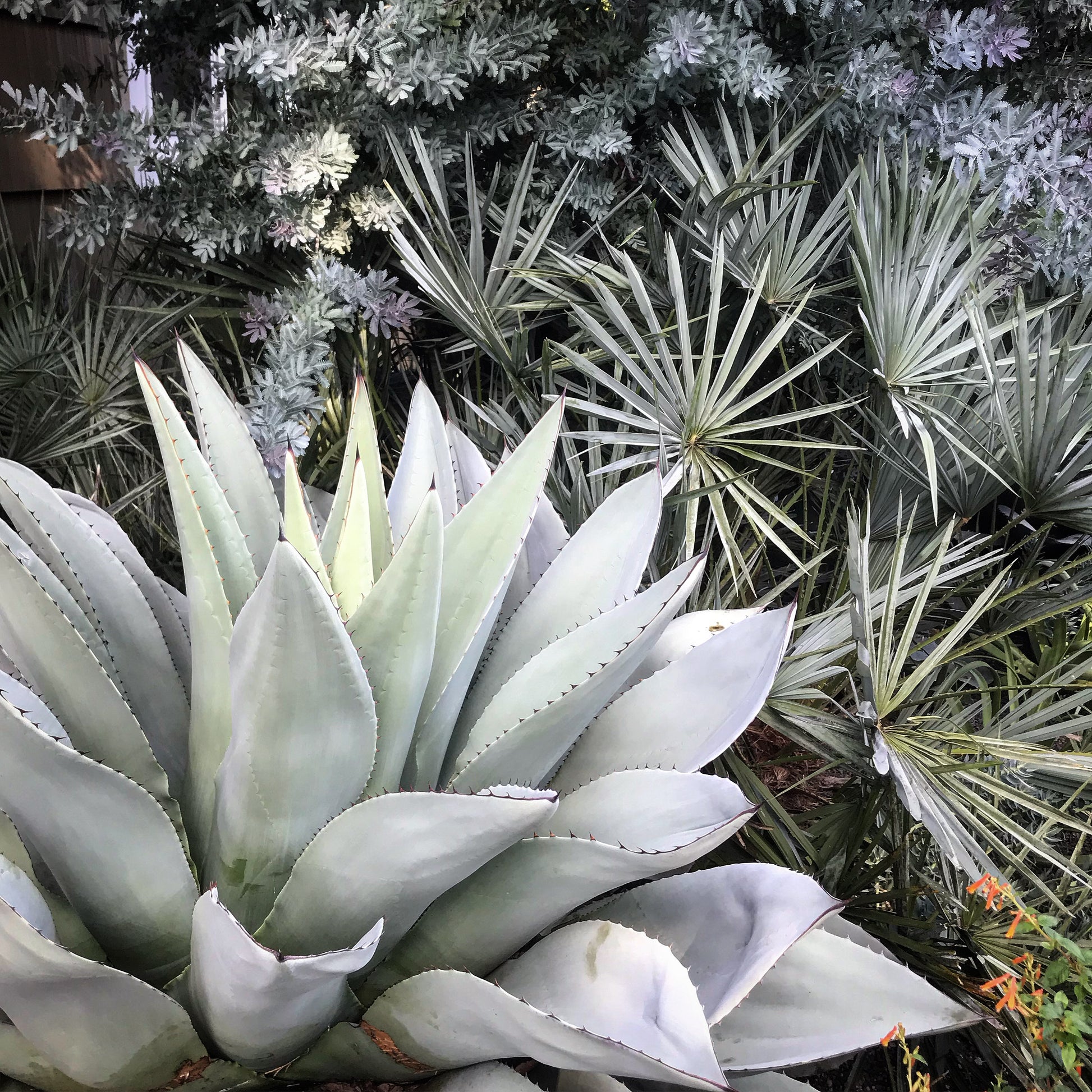 frosty blue succulent flower Agave ovatifolia 'Frosty Blue' – Cistus Nursery