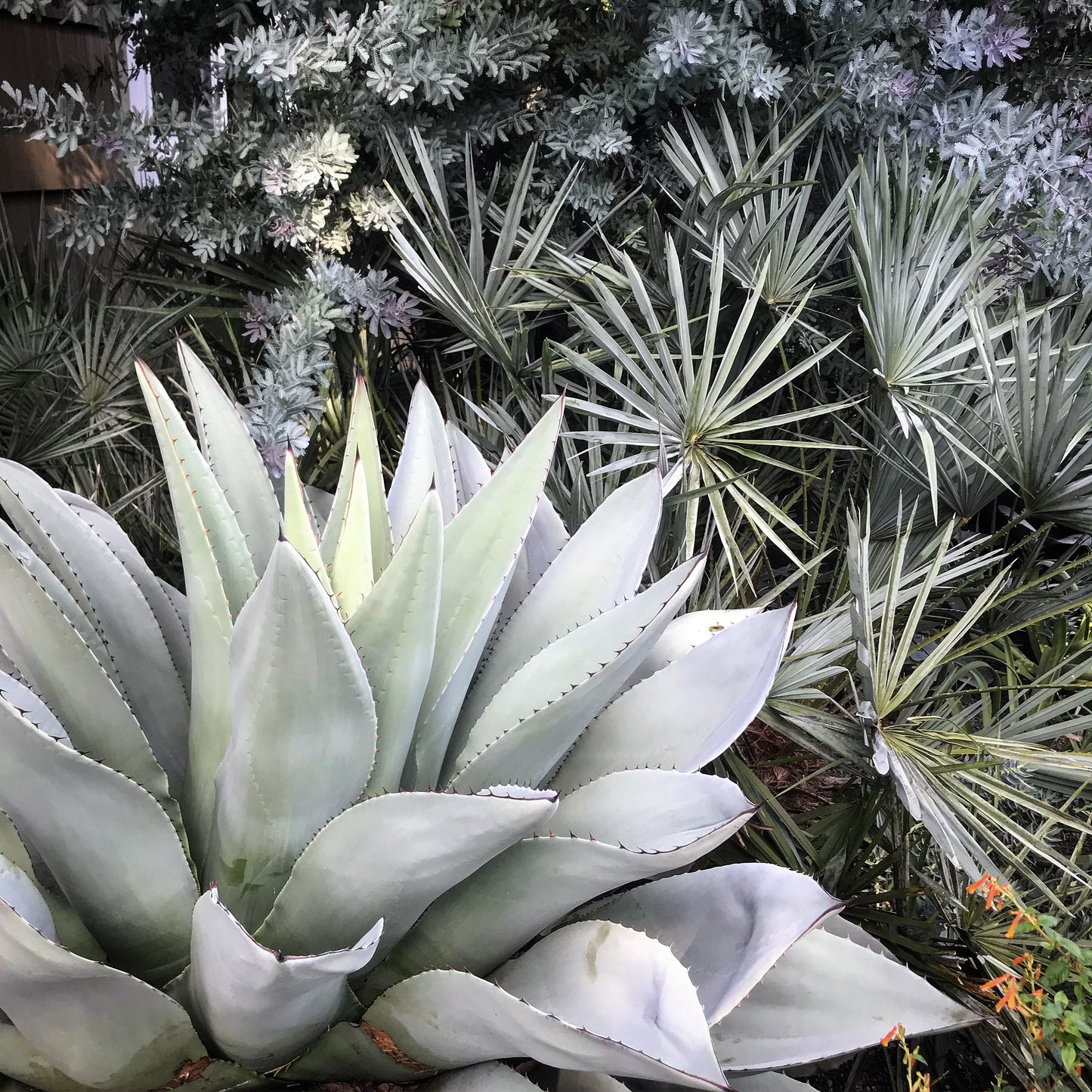 Agave ovatifolia 'Frosty Blue'