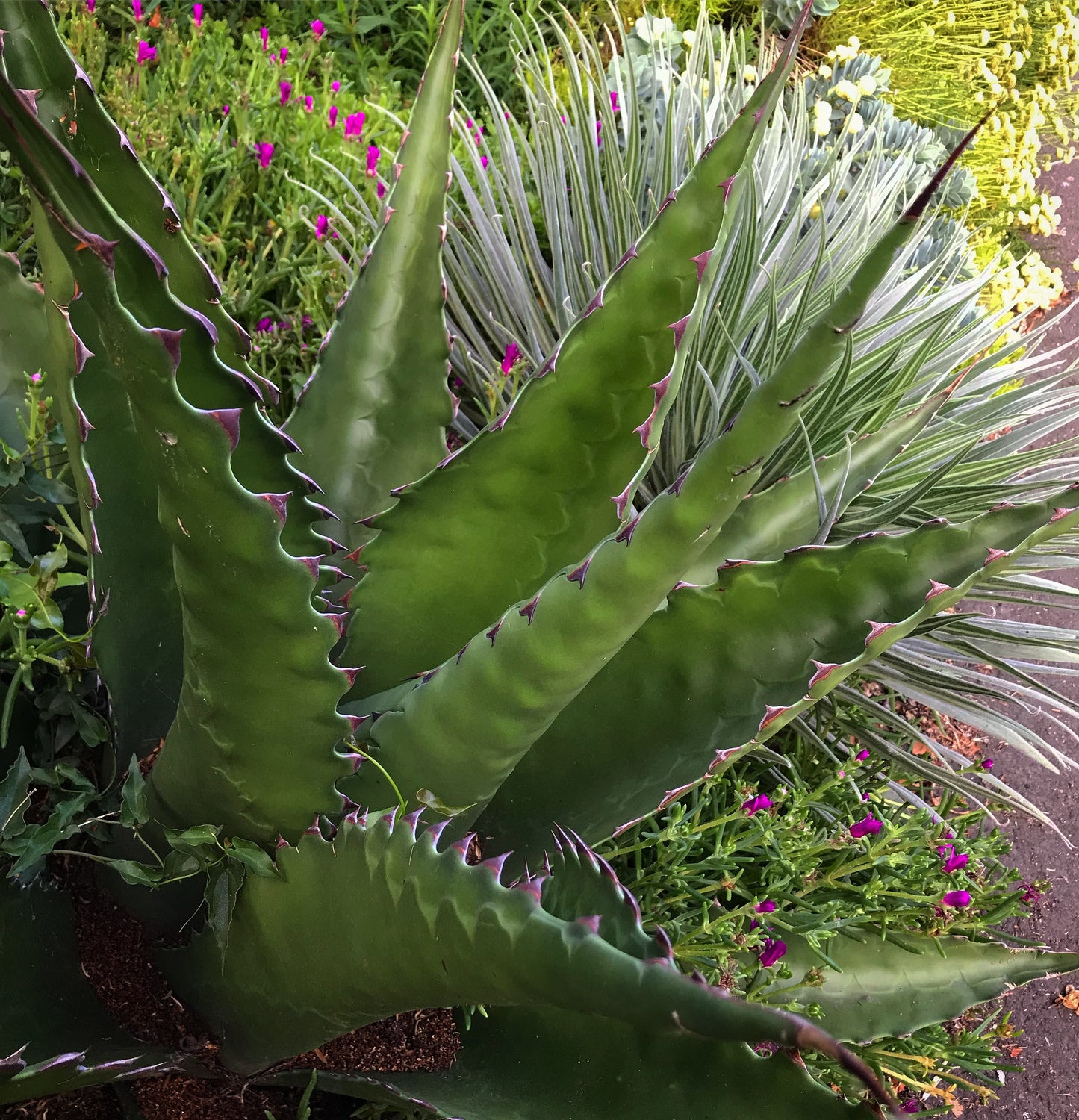 Agave gentryi