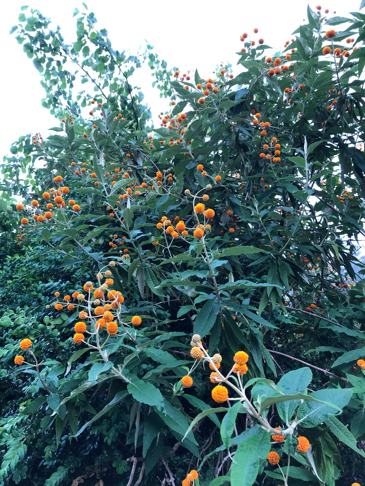 *RETAIL - Buddleja globosa