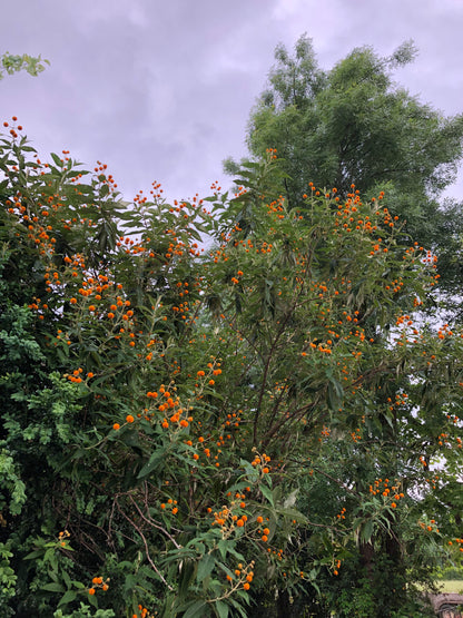 *RETAIL - Buddleja globosa