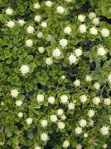 *RETAIL - Baccharis magellanica