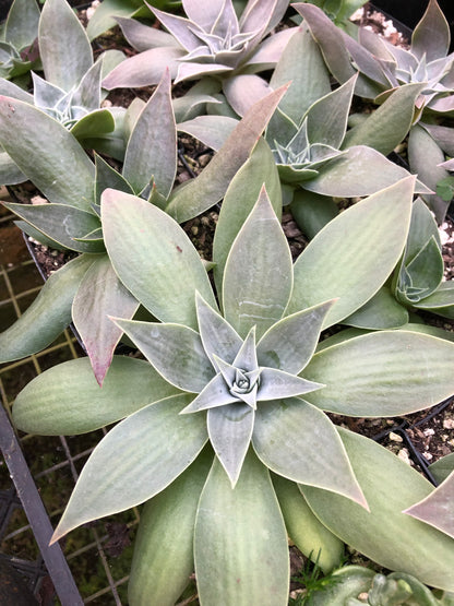 *RETAIL - Dudleya cymosa