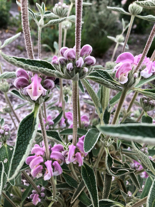 *RETAIL - Phlomis italica